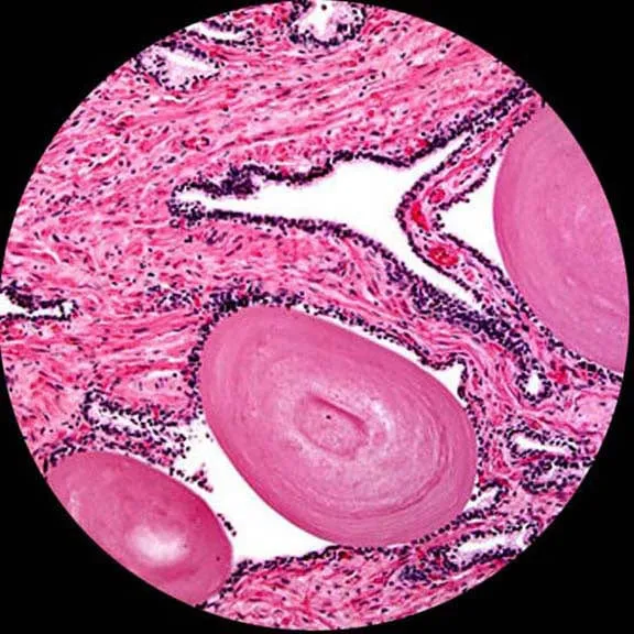 AmScope B120 Series Binocular Compound Microscope 40X-2000X Magnification with LED, Siedentopf Head, Wi-Fi Digital Camera and 3D Stage